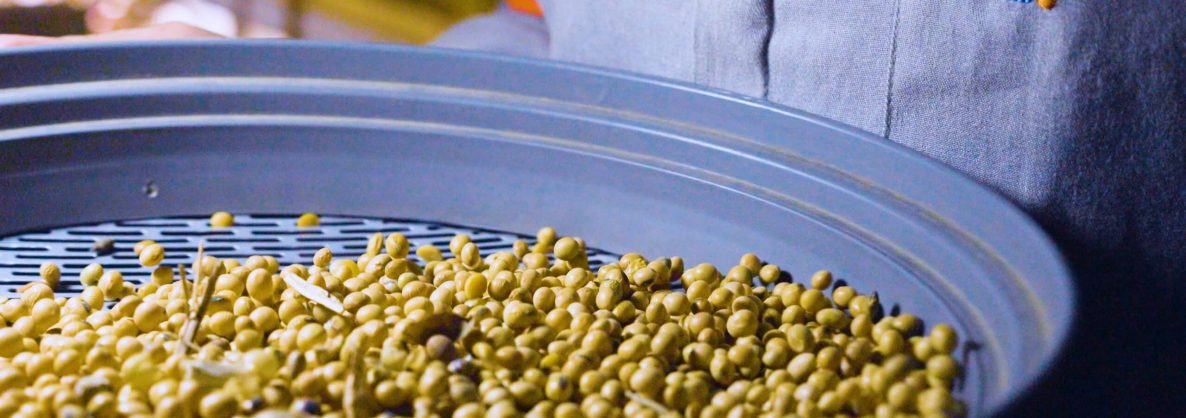 foto qualidade grãos